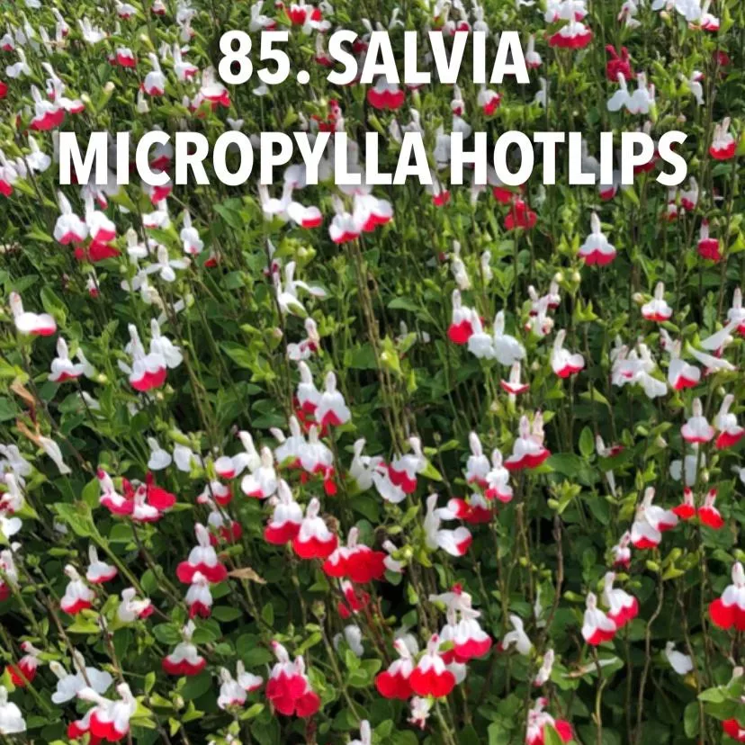 85. Salvia micropylla hotlips -  - Foto's bloemen