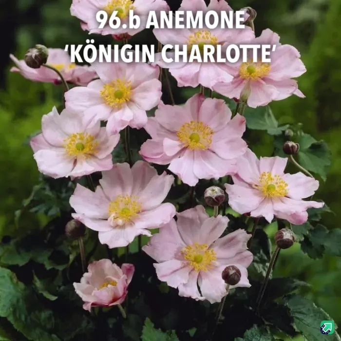 96.b Anemone 'Königin Charlotte'-min -  - Foto's bloemen, planten en kruiden