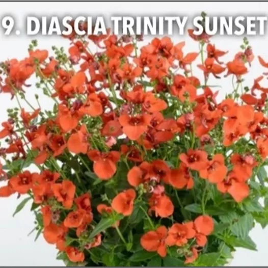 9 Diascia Trinity Sunset -  - Foto's bloemen, planten en kruiden