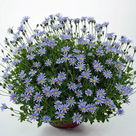 14. Felicia felicity blue -  - Foto's bloemen, planten en kruiden