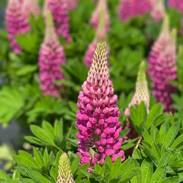100.b Lupinus hybrida lupinova cutie -  - Foto's bloemen, planten en kruiden